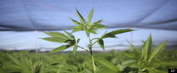 Housing Crisis Marijuana