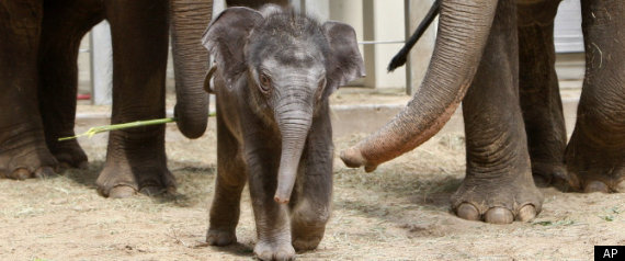 Elephant