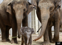 America's First Elephant Sperm Bank Set To Open