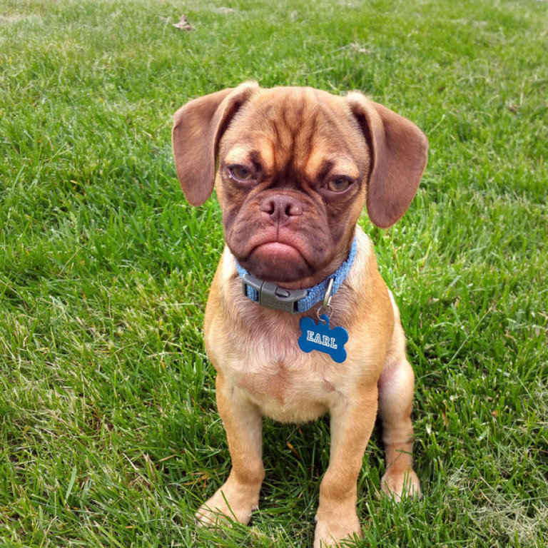 Earl The Grumpy Puppy Is An Angry Puggle With A Heart Of Gold
