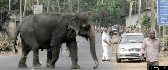 Sri Lankan Elephant