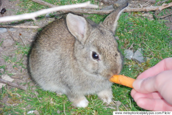feeding pet
