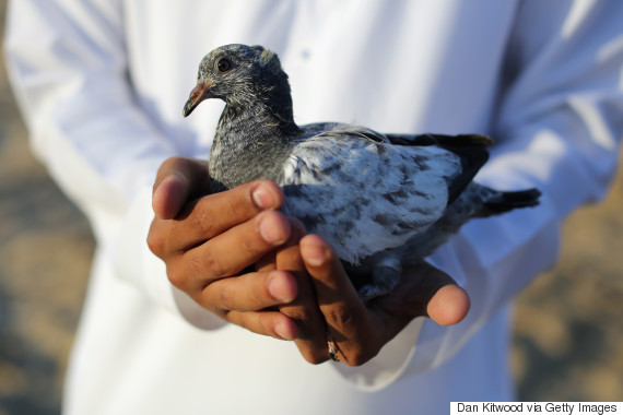 pigeon