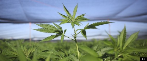 Mendocino Marijuana Raid