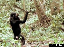 Chimps With Machetes And 4 Other Pets You Shouldn't Have (VIDEO)