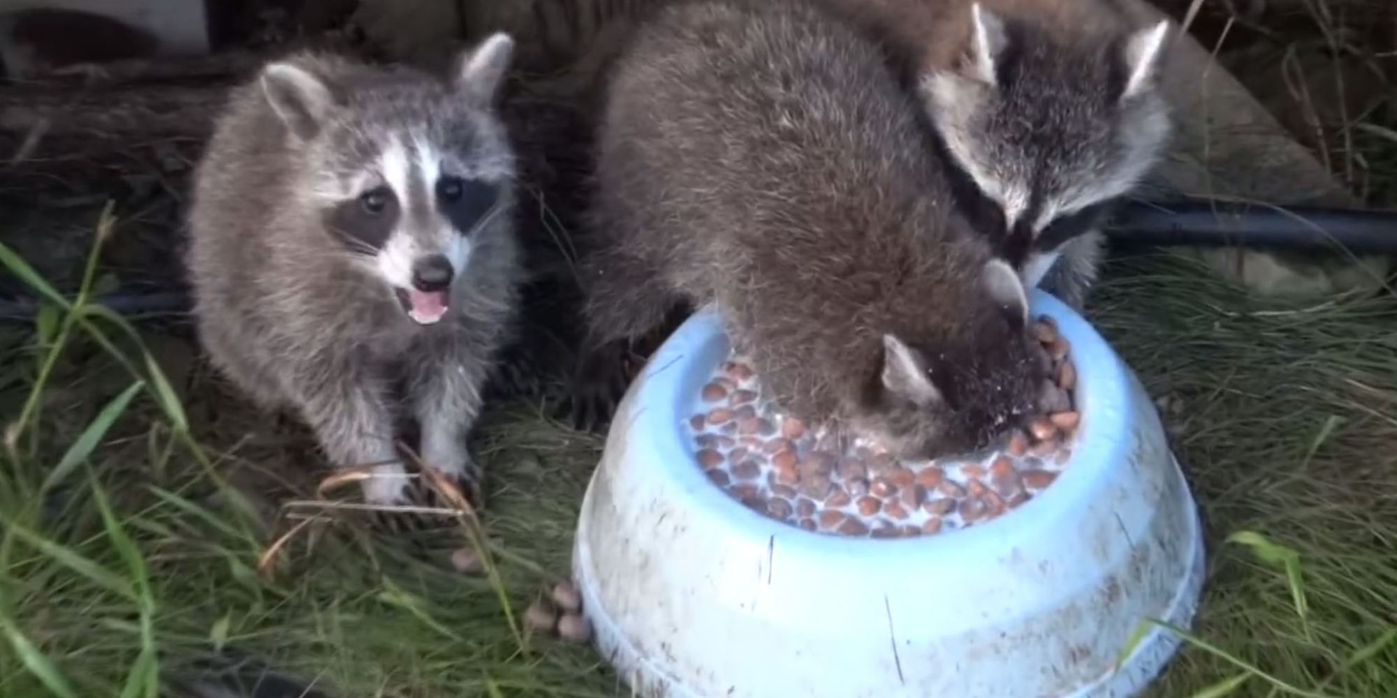What eats raccoons?