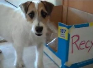 Useful Dog Tricks