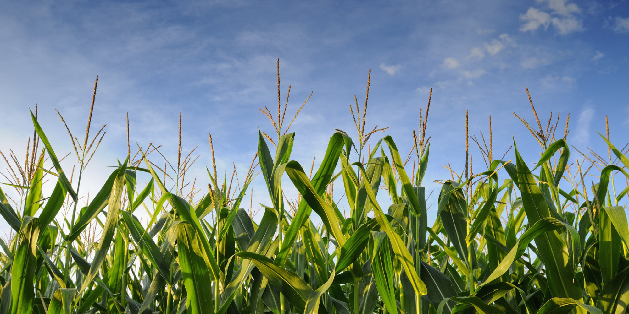 Immense Corn Production in 5 Illinois Counties HuffPost