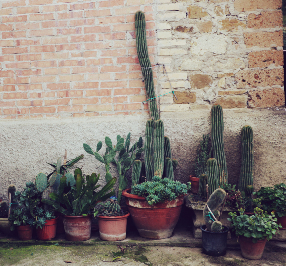 cactus