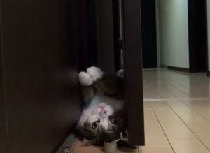 Gap Maru