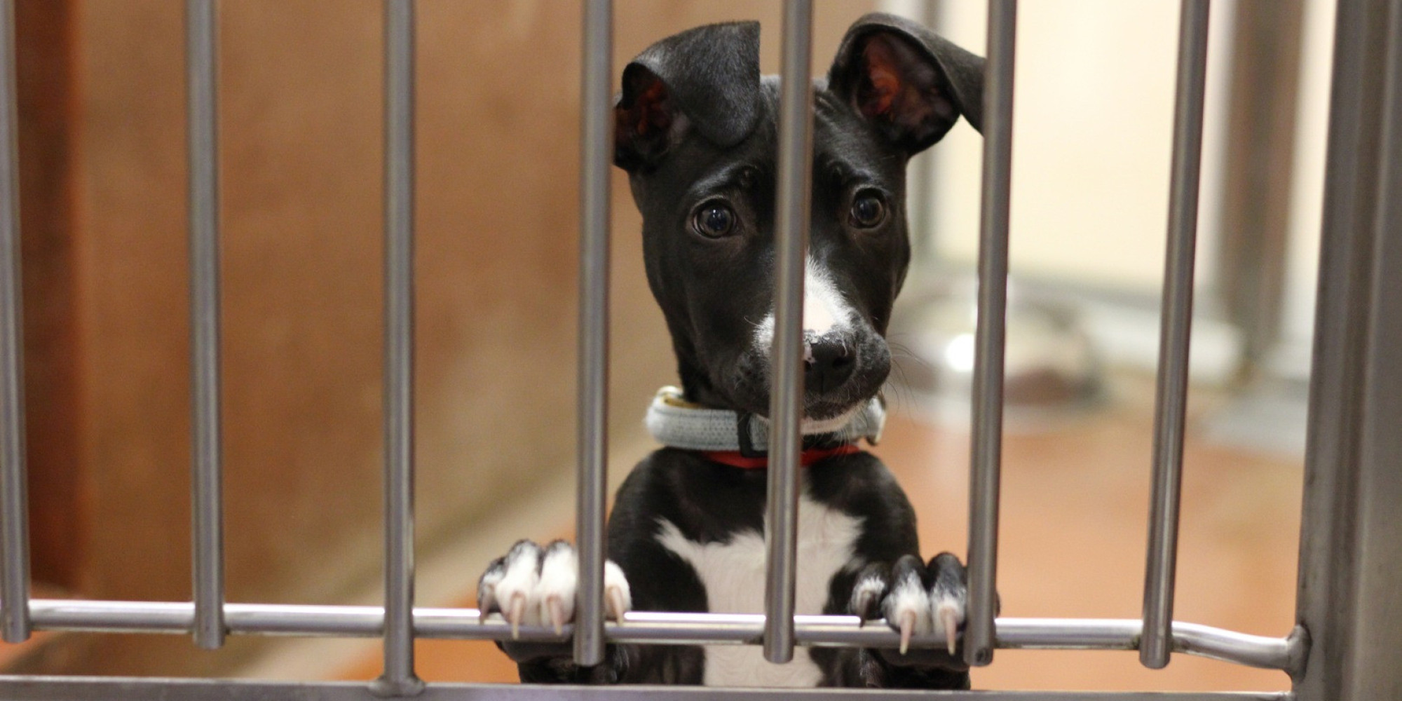 Battersea Dogs Home Reveals Huge Surge In Abandoned Pets Over Summer