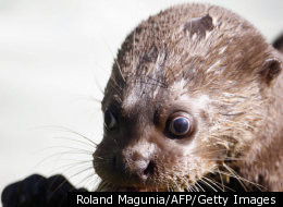 6 Deadly, But Adorable Animals