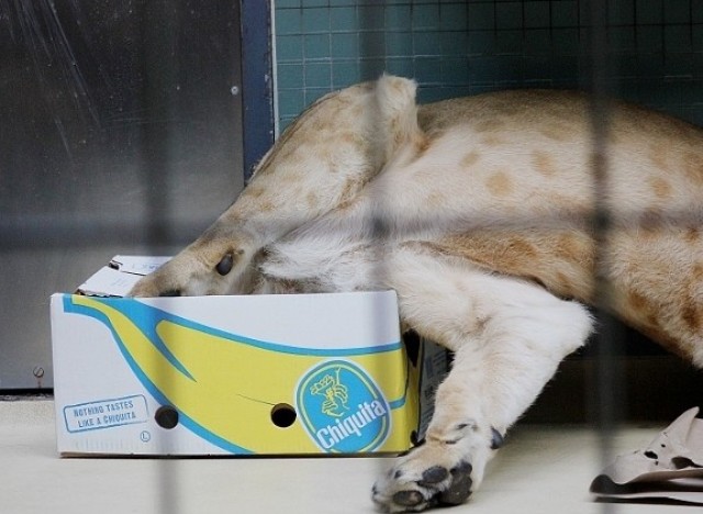 cats and boxes