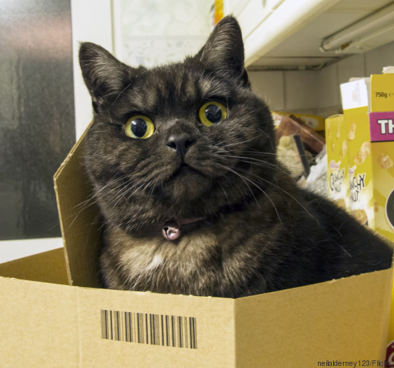cats and boxes