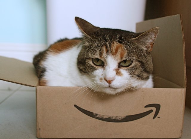 cats and boxes