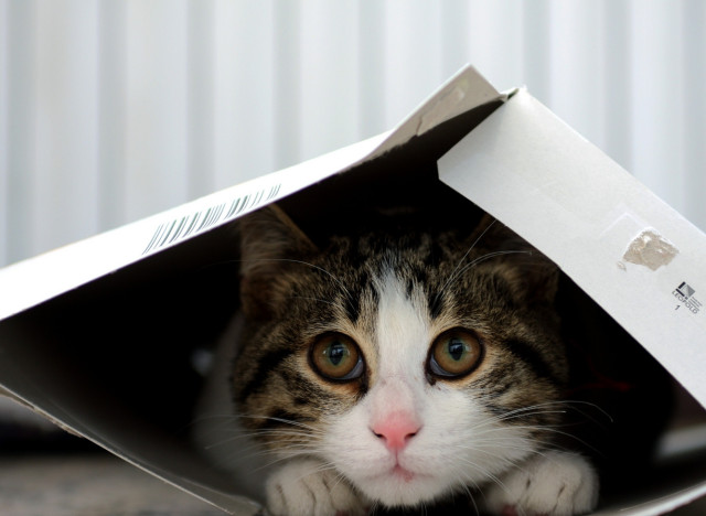 cats and boxes
