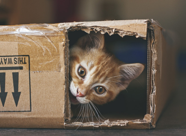 cats and boxes
