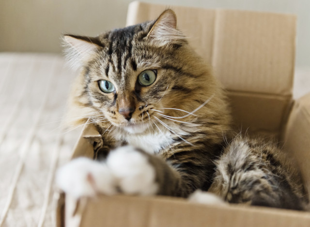 cats and boxes