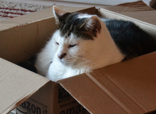 cats and boxes
