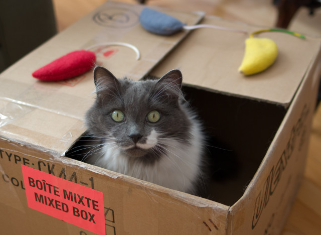 cats and boxes