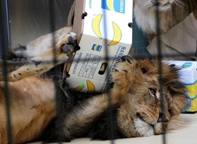 cats and boxes