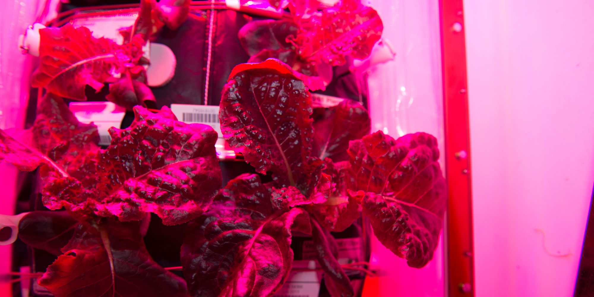 nasa-s-international-space-station-astronauts-eat-vegetables-grown-in