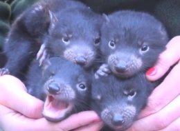 WATCH: Baby Tasmanian Devils
