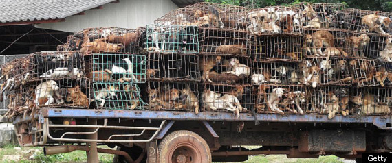 Dog Smuggle Thailand