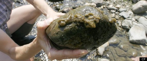 Rock Snot