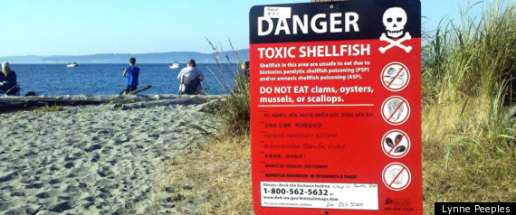 Toxic Shellfish