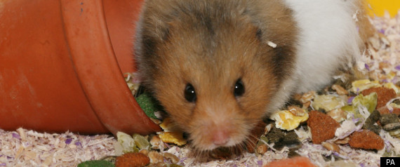 Hamster