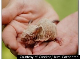 15 Animals You Won't Believe Aren't Photoshopped