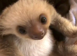 WATCH: Top Ten Cutest Sloth Moments Caught On Film