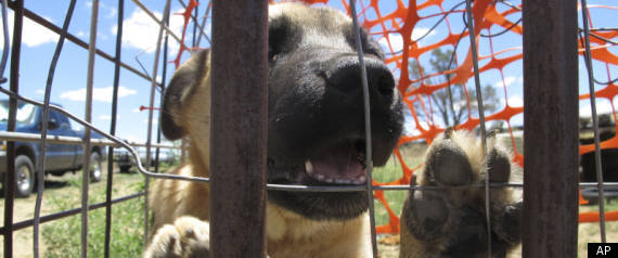 Dog