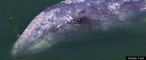 Klamath River Whale