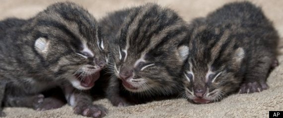 Asian Fishing Cat