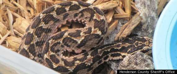 Dangerous Serpent
