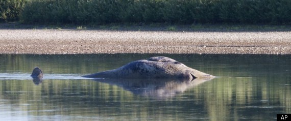 Klamath River Whale