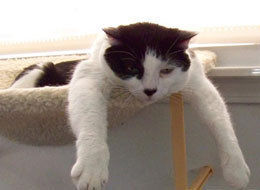 s-BORED-CAT-large.jpg