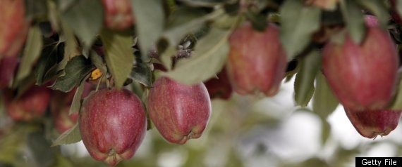 Apples