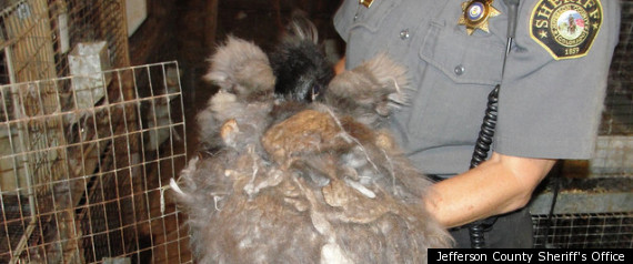 Six Bells Farm Animal Cruelty