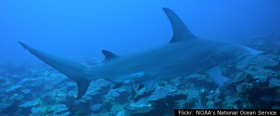 Shark Attack