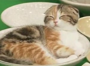 Kittens In Pots