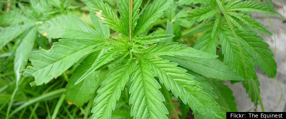 Parents Marijuana Kids Taken Away