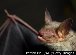 Bat Causes Stir At NH Selectman's Meeting