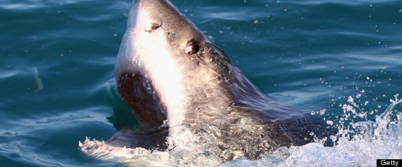 Russia Shark Attack