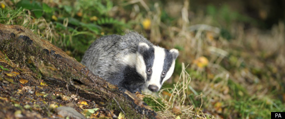 Badger