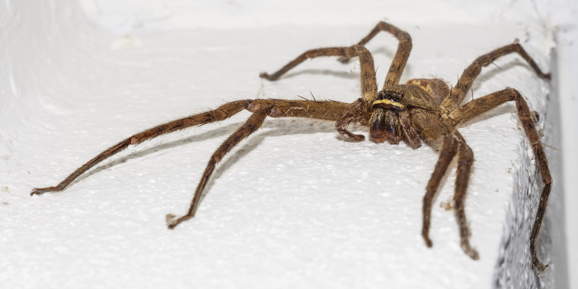 Giant House Spiders Set To Invade British Homes Thanks To Summer