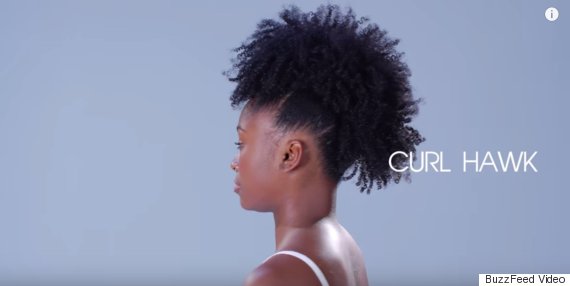 curl hawk