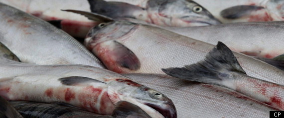 Salmon